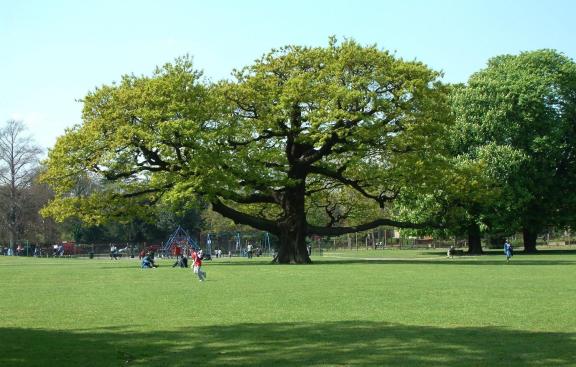 Big oak tree in a park on a sunny day.