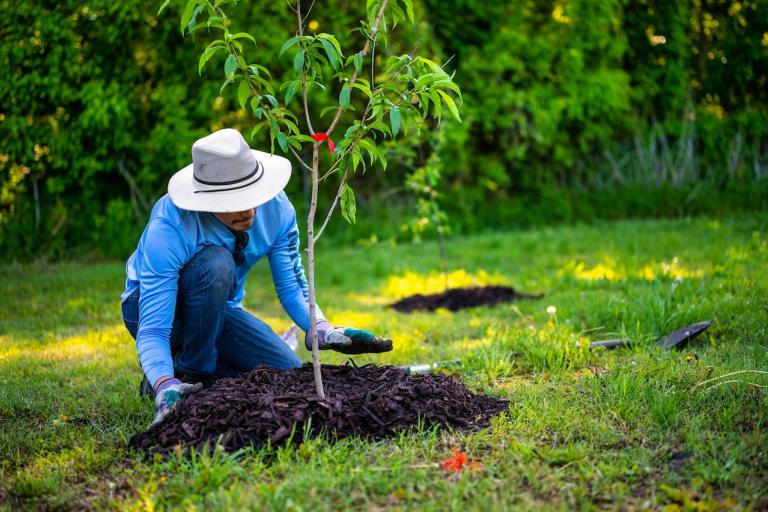 Man planting a tree