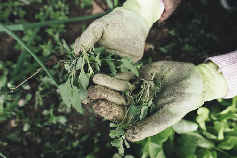 Hands holding weeds