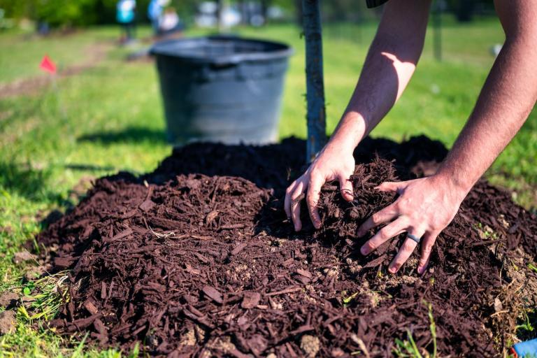 Hands adding mulch to tree