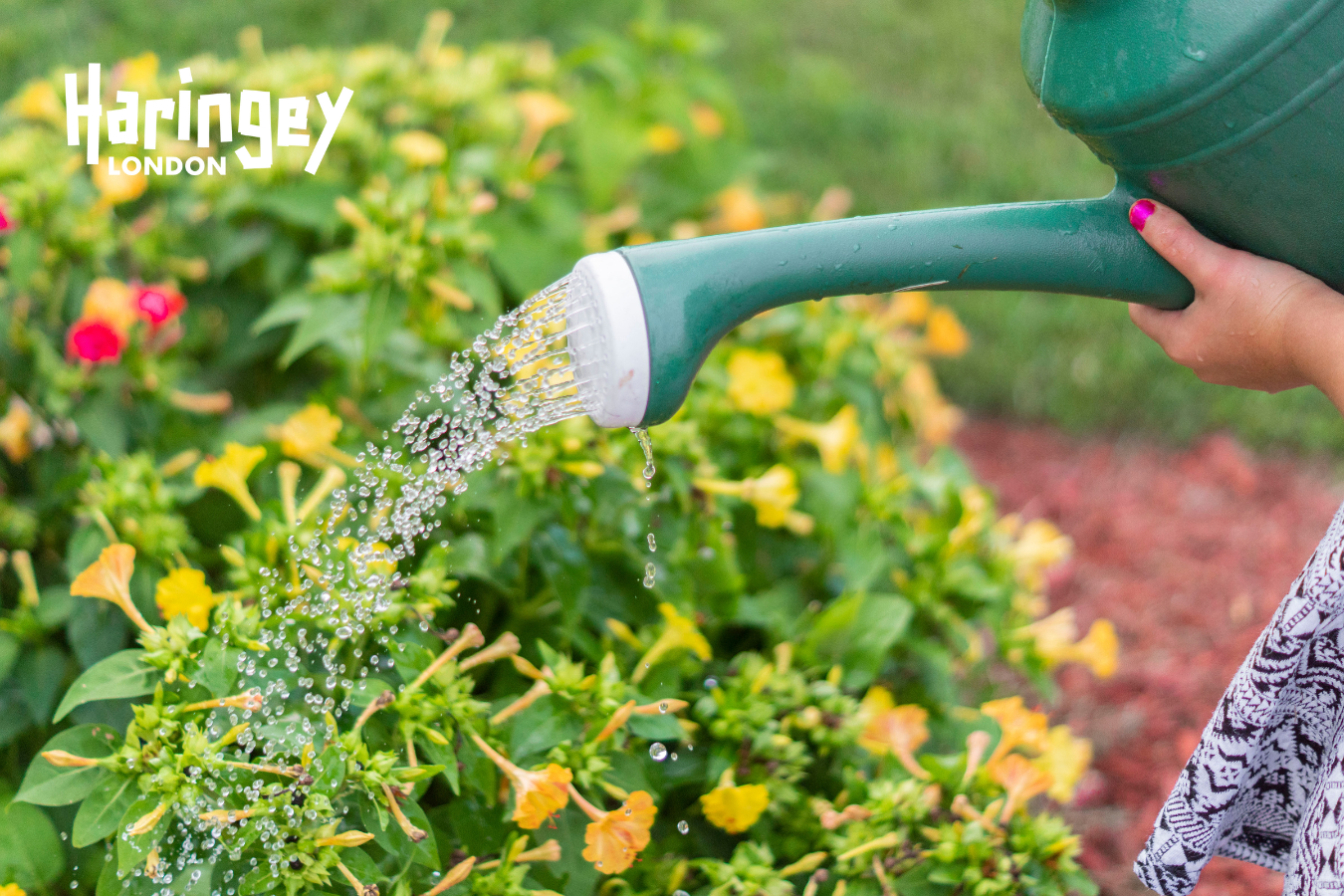 Image of woman's arm holding a watering can to water flowers in her garden.